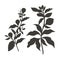 Ashwagandha. Withania somnifera. Medicinal plant. Black silhouette