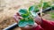 Ashwagandha or Withania somnifera young plant in a little girl hand, Save tree concept