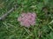 Ashweed flower with pink blossom in the mountains of italy