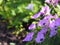 Ashy Cranesbill - Geranium cinereum `Ballerina`