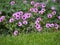 Ashy Cranesbill - Geranium cinereum `Ballerina`