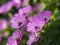 Ashy Cranesbill - Geranium cinereum `Ballerina`