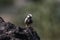 Ashy Crown sparrow lark male