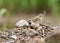 Ashy-crowned sparrow-lark