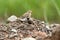 Ashy-crowned sparrow-lark