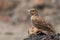 Ashy-crowned sparrow-lark Eremopterix griseus
