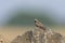 Ashy crowned Sparrow Lark sitting on a rocks seen at Solapur,Maharashtra,India