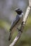 Ashy Cuckooshrike - Coracina cinerea