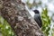 Ashy Cuckooshrike - Coracina cinerea