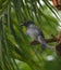 Ashy drongo in fight for food  .