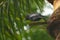 Ashy drongo in fight for food  .