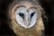 Ashy faced barn owl