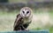 Ashy faced owl at a bird of prey centre in Yorkshire UK