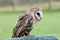 Ashy faced owl at a bird of prey centre in Yorkshire UK