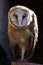 Ashy faced owl tyto glaucops perched looking at camera