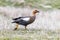 Ashy-headed goose in Argentina