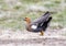 Ashy-headed goose in Argentina fluffs feathers