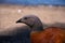 Ashy-headed goose Cauquen Real - Chloephaga poliocephala
