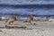 Ashy-headed goose pair walks shoreline of lake in Tierra del Fuego, Argentina