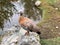 An Ashy Headed Goose on a Rock