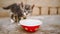 Ashy kitten eating food from red bowl. Little cat eat outdoor