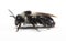 Ashy mining bee Andrena cineraria