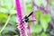 Ashy Mining Bee Andrena Cineraria on Cockscombs Purple Flowers Celosia Argentea