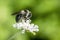 Ashy mining bee Andreno cineraria