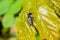 Ashy mining bee on leaf