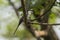 Ashy Minivet, Pericrocotus divaricatus, Thailand