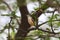 Ashy prinia