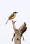 Ashy prinia