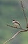 Ashy prinia