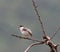 Ashy prinia