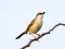 Ashy prinia