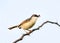 Ashy prinia