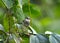 Ashy prinia