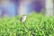 An Ashy Prinia or Ashy Wren Warbler Prinia socialis sitting on a green hedge in Sharjah, UAE