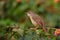 Ashy prinia  bird, nature, naturel