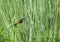 Ashy Prinia inside long grasses