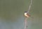 Ashy prinia on perch