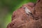 Ashy starling perched on red termite mound