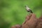 Ashy starling standing on red termite mound