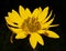 Ashy Sunflower, a native Oklahoma wildflower against dark background