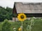 Ashy Sunflower with Rural Chapel in Background