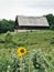 Ashy Sunflower with Rural Chapel in Background