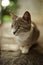 Ashy tricolor cat with green eyes is resting in a summer yard