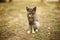 Ashy tricolor kitty sitting in the summer garden