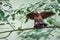 Ashy woodpigeon portrait in nature