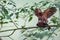 Ashy woodpigeon portrait in nature